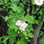 Zuil meidoorn (Crataegus monogyna 'Stricta') bloesem